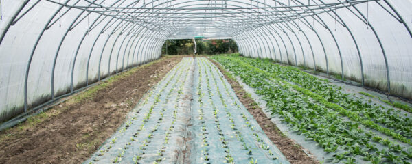agriculture maraîchère