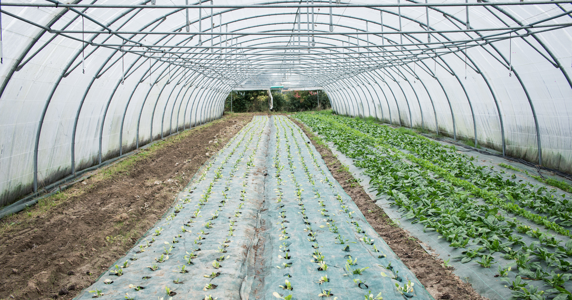agriculture maraîchère