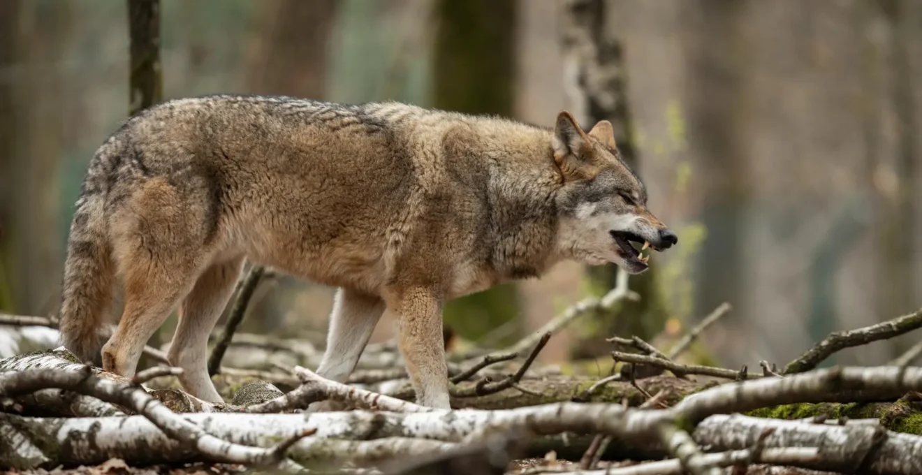 zoo en ardèche.png